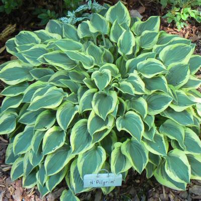 Hosta 'Pilgrim'